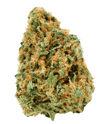 avaay 28/1 CK Critical Kush